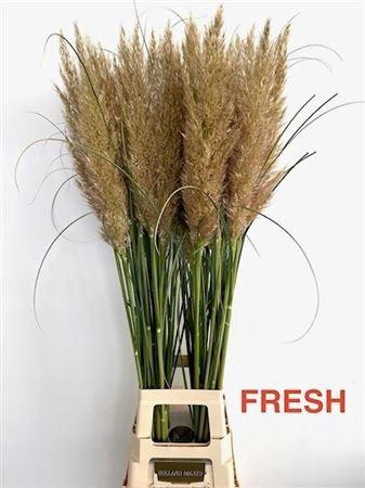 <h4>Cortaderia Se Early Maja</h4>