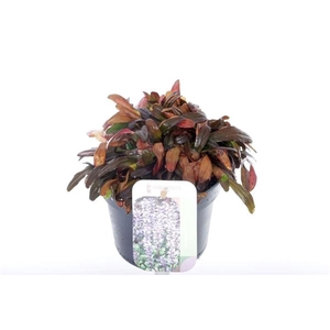 Ajuga reptans Chocolate Chips