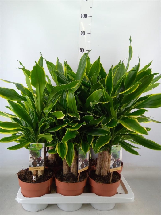 <h4>Dracaena frag. 'Golden Coast'</h4>