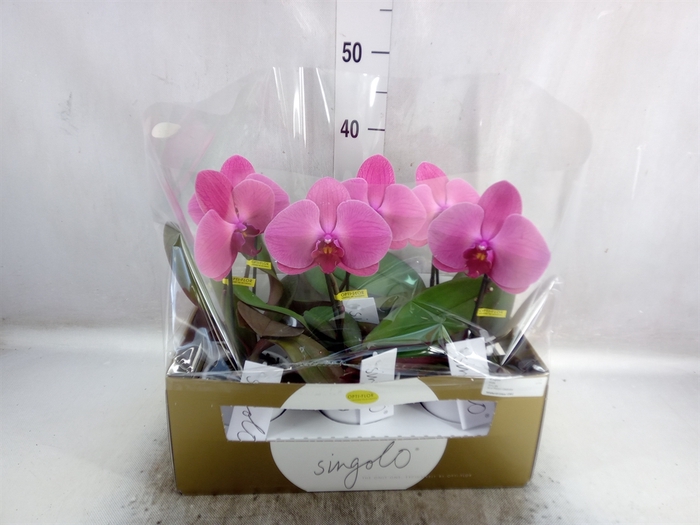 <h4>Phalaenopsis   ...lilac</h4>