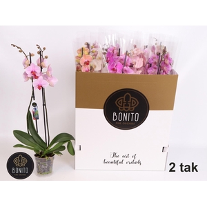 PHAL GEM 7 KL