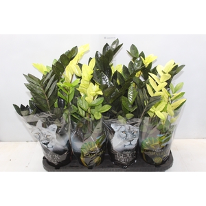 ZAMIOCULCAS VARIADO P14