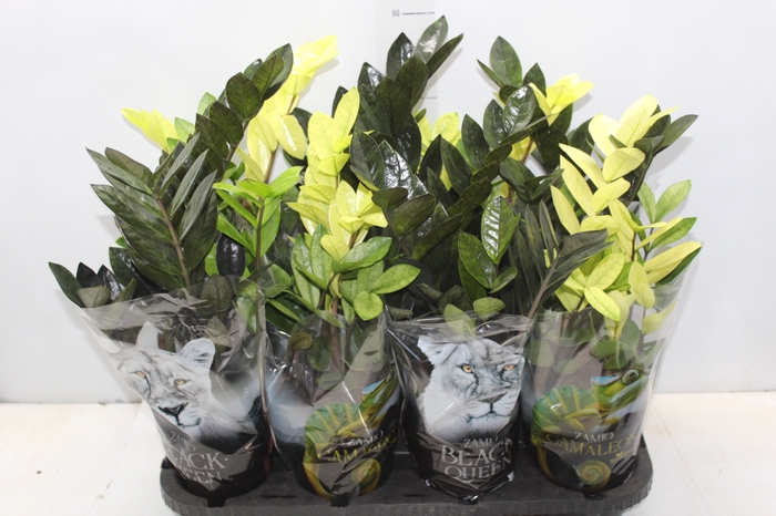 <h4>ZAMIOCULCAS VARIADO P14</h4>