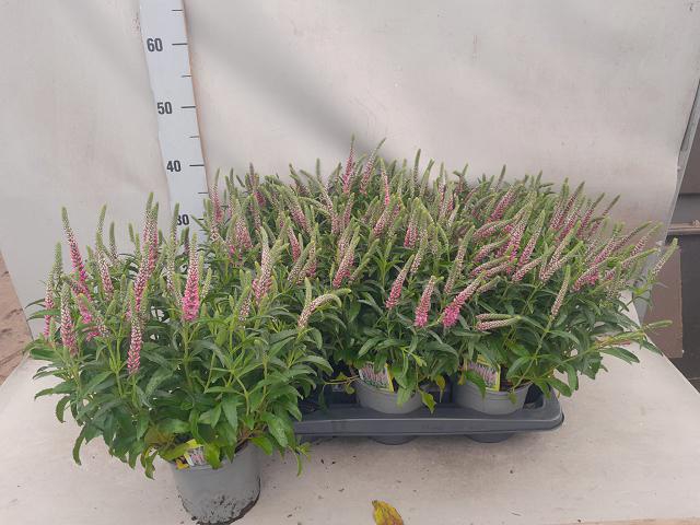 VERONICA PR ROSEA