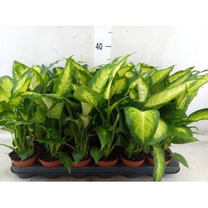 Dieffenbachia  'Camilla'