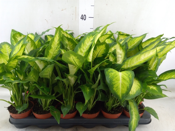 <h4>Dieffenbachia  'Camilla'</h4>
