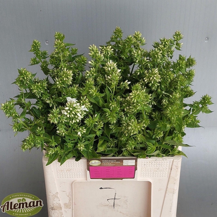 <h4>PHLOX P MAG SNOWDRPZ</h4>