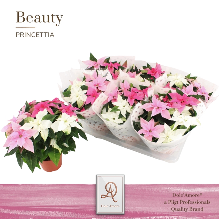 <h4>Princettia TRIO P14 Dolc'Amore®</h4>