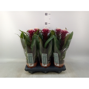 Guzmania  'Francesca'