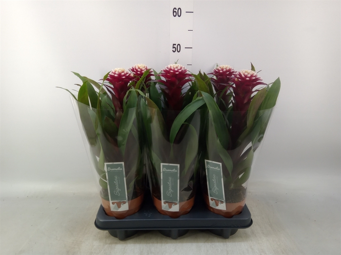 <h4>Guzmania  'Francesca'</h4>