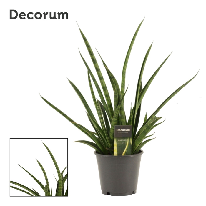 <h4>Sansevieria Tiger crown 14 cm (Decorum)</h4>