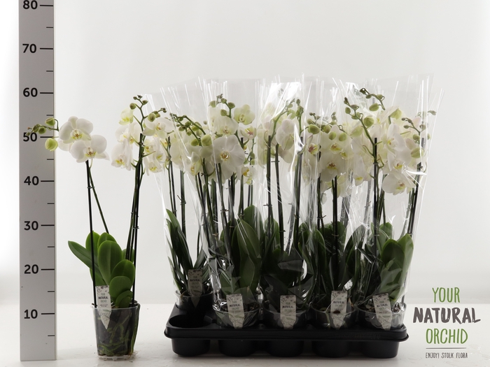 <h4>PHAL OV WIT</h4>