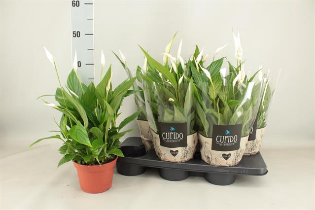 Spathiphyllum Pearl Cupido 15Ø 45cm 8fl