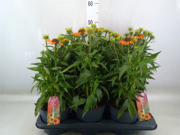 <h4>Echinacea  'SunSeekers Orange'</h4>
