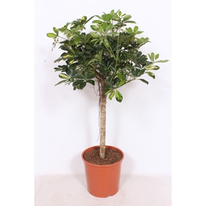 Schefflera Gold Capella