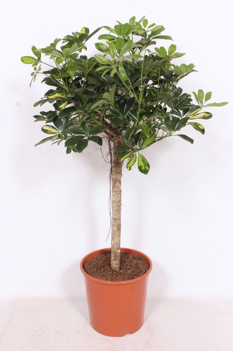 <h4>Schefflera Gold Capella</h4>