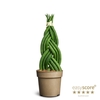 SANSEVIERIA CYLINDRICA P11 BRAID
