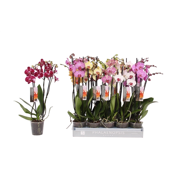<h4>Phalaenopsis 6 color mix, 3-spike 18+</h4>