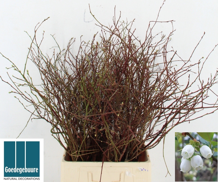 <h4>VACC CORYMBOSUM</h4>