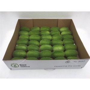 Sier Cucumis Maureen X35 Hol