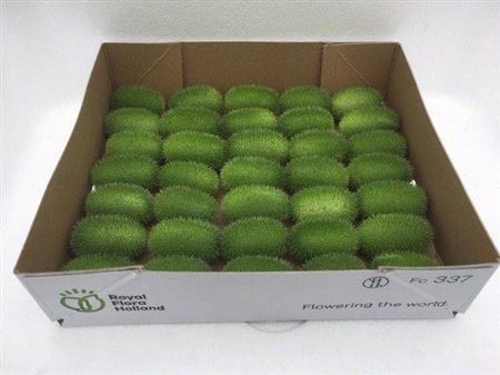 <h4>Sier Cucumis Maureen X35 Hol</h4>