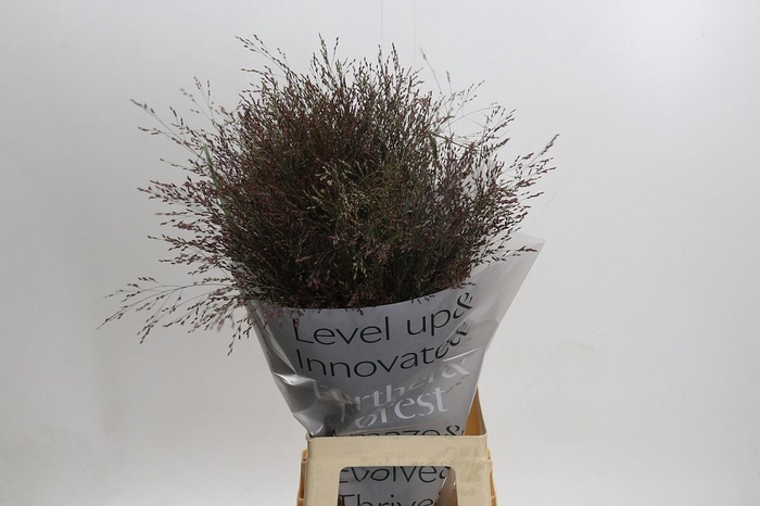 <h4>Panicum Virgatum Warrior</h4>