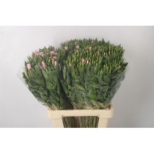 Clarkia Am Gr Pink