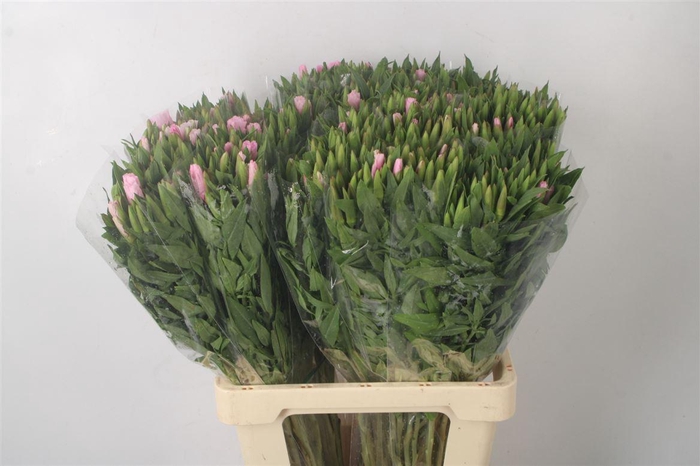 <h4>Clarkia Am Gr Pink</h4>