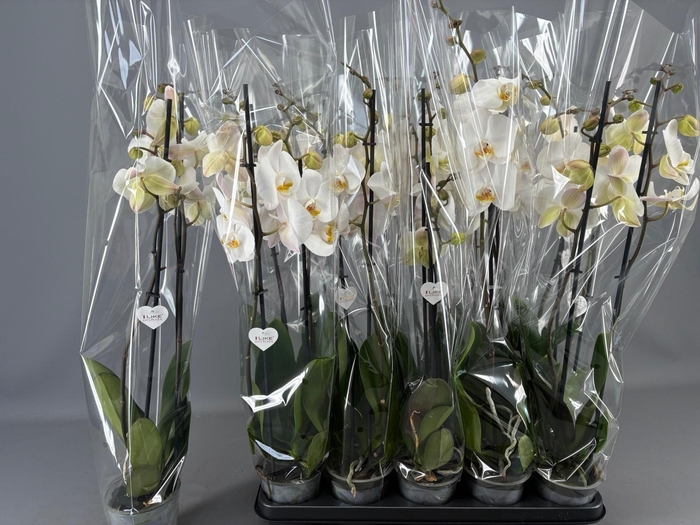 <h4>PHAL OV WIT</h4>