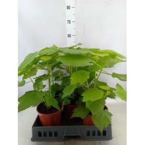 Sparrmannia africana