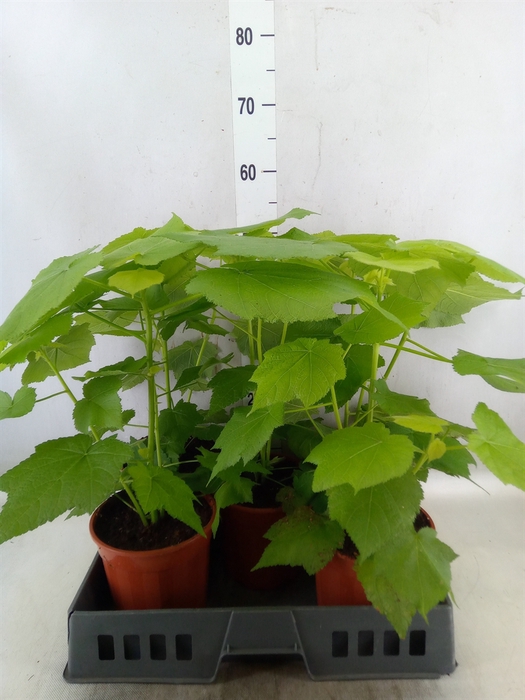 <h4>Sparrmannia africana</h4>
