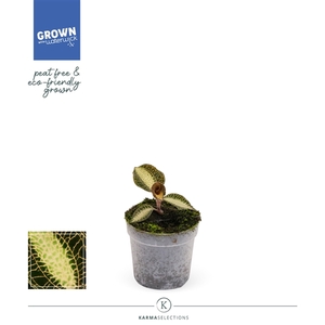 Jewel Orchid - KARMA Pearl | PEAT-FREE | 7 cm