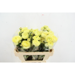 RAN MODERNA LIMONCELLO