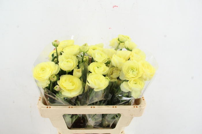 <h4>RAN MODERNA LIMONCELLO</h4>