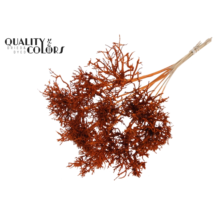 <h4>Dry Tree on stem Orange</h4>