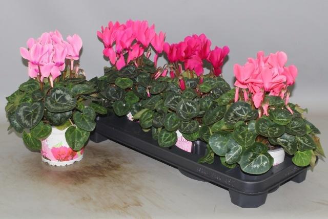 <h4>CYCL GR SUP XL</h4>