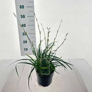 Carex morrowii