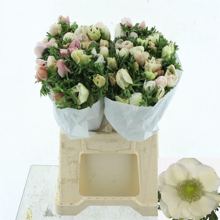 <h4>ANEM CO MIS + WHITE</h4>