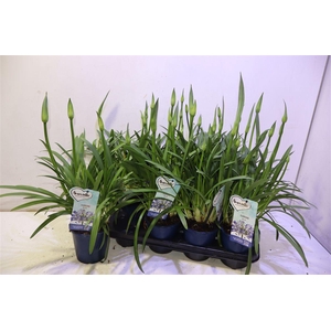 arr8 Agapa Amourette Supe