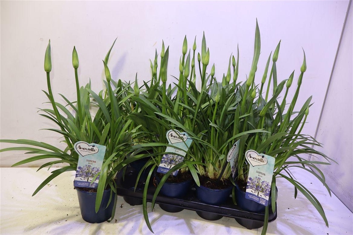 <h4>arr8 Agapa Amourette Supe</h4>