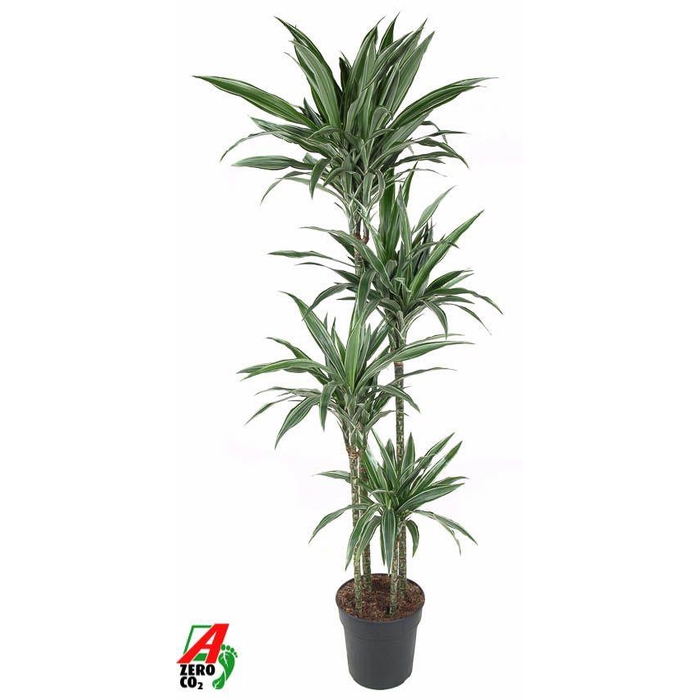 <h4>Dracaena Warneckei 120-90-60-30</h4>