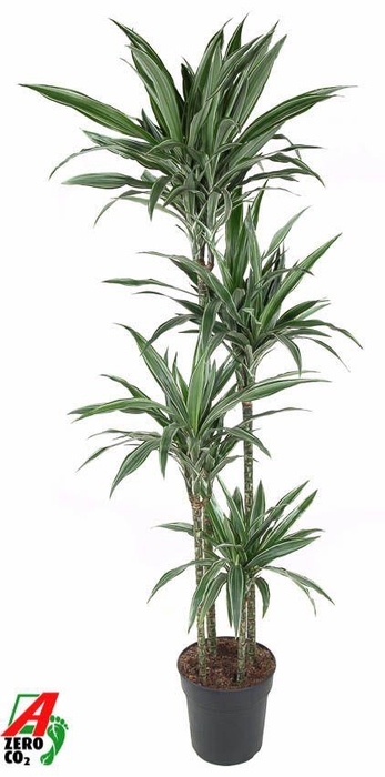 Dracaena Warneckei 120-90-60-30