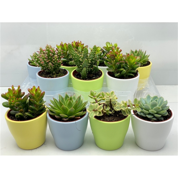 <h4>236 Happy colors Fresh succulent 8,5 cm</h4>