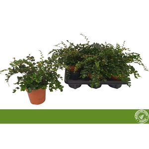 PELLAEA ROTUNDIFOLIA