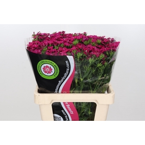 Dianthus Br Am Neon Cherry ( min 18x100 ) special