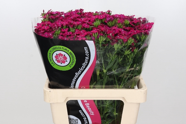 <h4>Dianthus Br Am Neon Cherry ( min 18x100 ) special</h4>