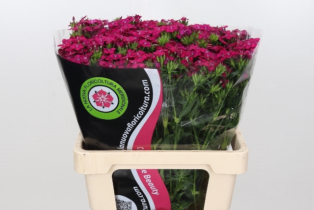 <h4>Dianthus Br Am Neon Cherry</h4>