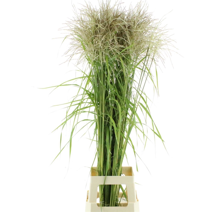 <h4>Miscanthus White</h4>