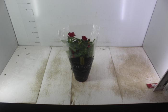 <h4>ROSEIRA MINI P13</h4>