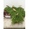 Pilea depressa